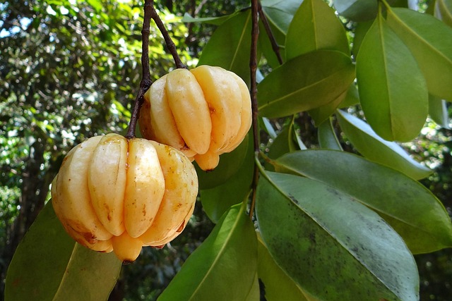 garcinia cambodia fruit